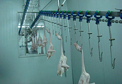 J-13 Carcass Processing line